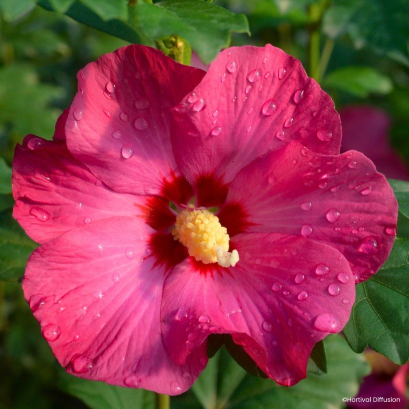 Hibiscus syriacus Sup’Bridge - Althéa (Floraison)