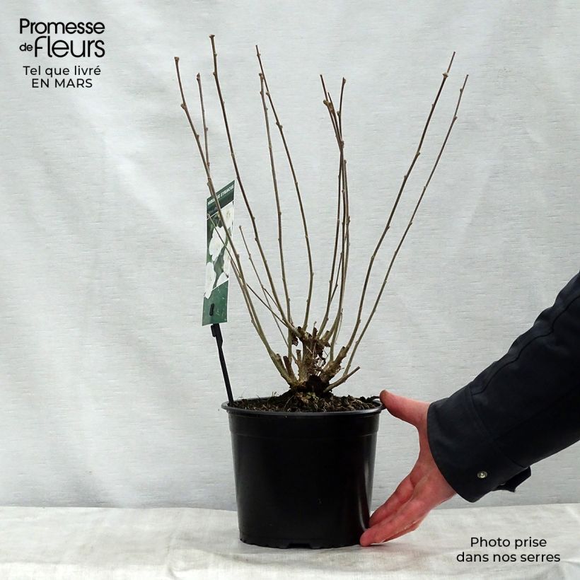 Spécimen de Hibiscus syriacus Totus Albus - Althéa blanc pur. Pot de 2L/3L tel que livré au printemps