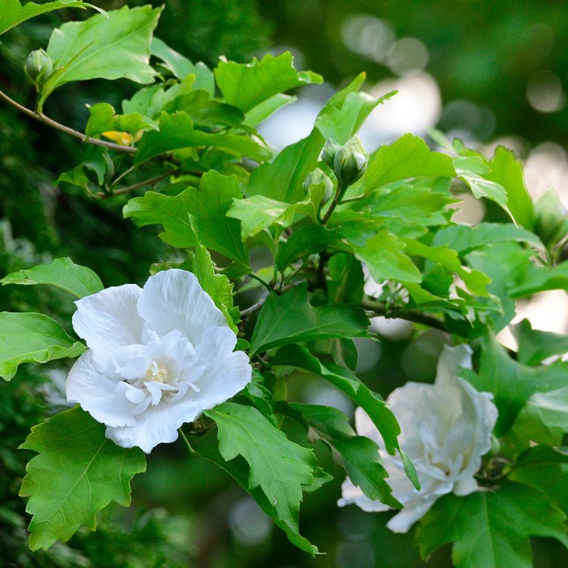 Hibiscus syriacus White Chiffon - Althéa blanc double (Feuillage)