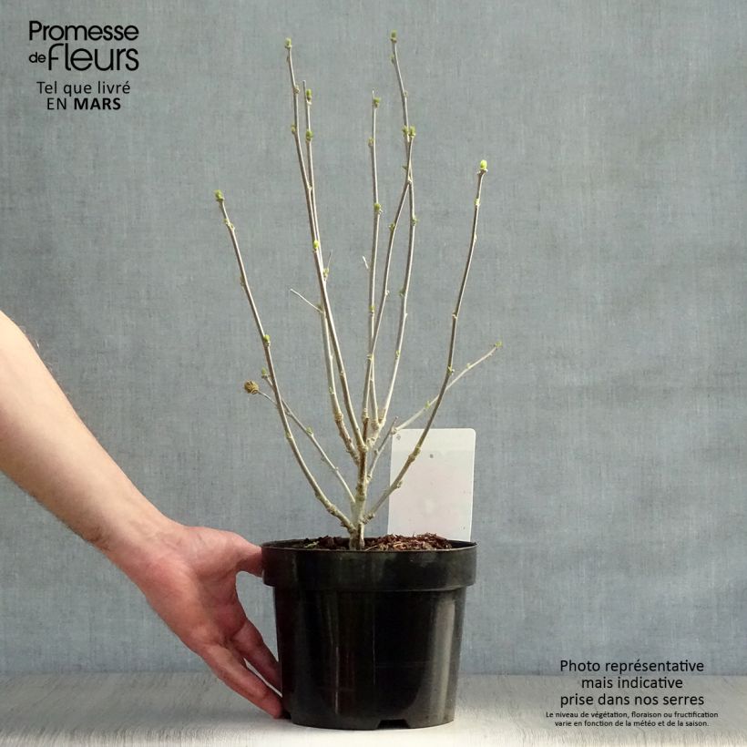 Spécimen de Hibiscus syriacus Woodbridge  Pot de 2L/3L tel que livré au printemps