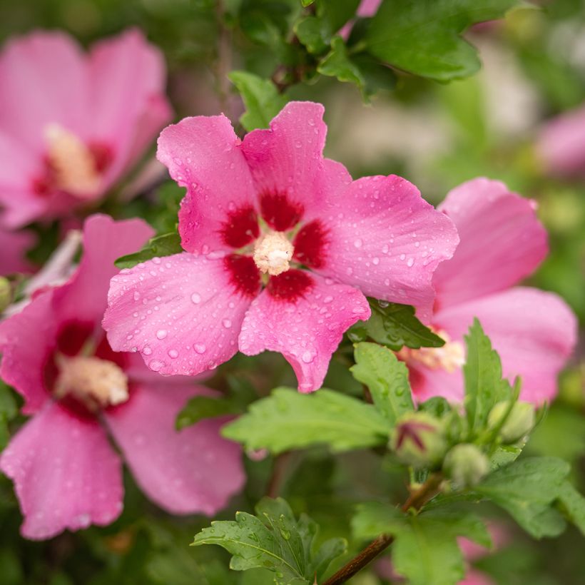 Hibiscus syriacus Woodbridge  (Floraison)