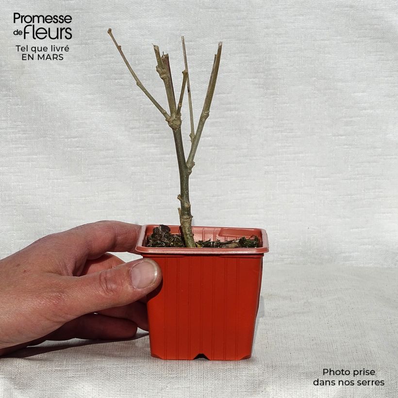 Spécimen de Hibiscus syriacus Woodbridge  Godet de 8/9 cm tel que livré au printemps