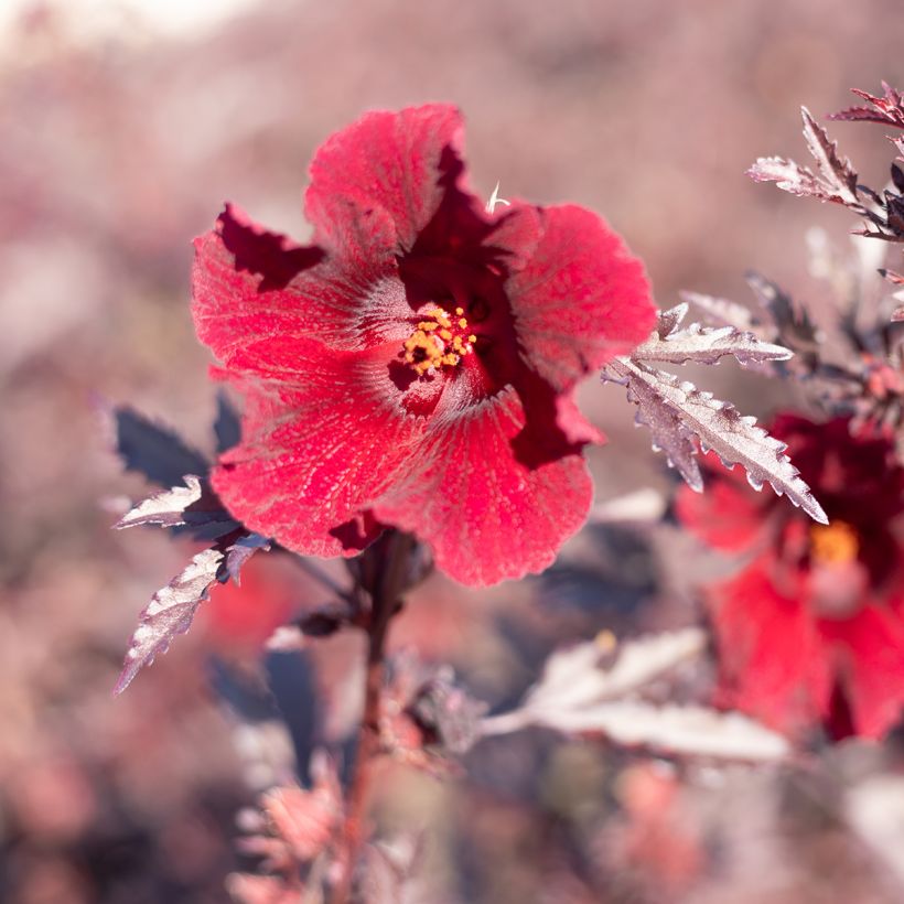 Graines d'Hibiscus Mahogany Splendor - Hibiscus acetosella (Flowering)