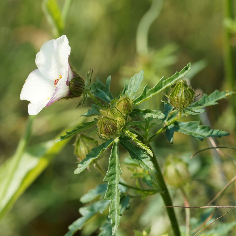 Hibiscus trionum - Ketmie d'Afrique, Fleur d'une heure (Feuillage)