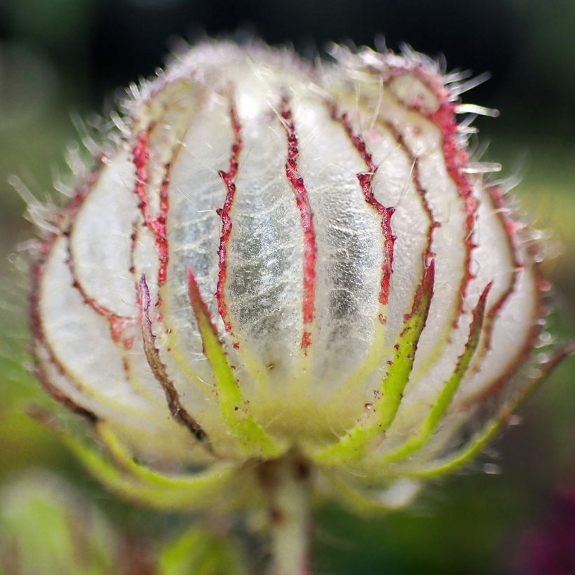 Hibiscus trionum - Ketmie d'Afrique, Fleur d'une heure (Récolte)