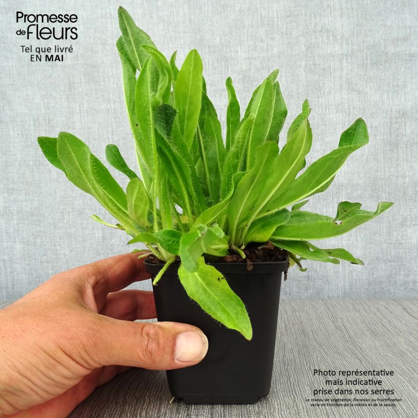 Spécimen de Hieracium aurantiacum - Epervière Godet de 8/9 cm tel que livré au printemps