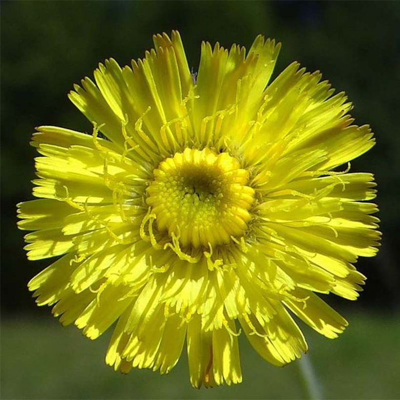 Hieracium pilosella - Epervière (Flowering)