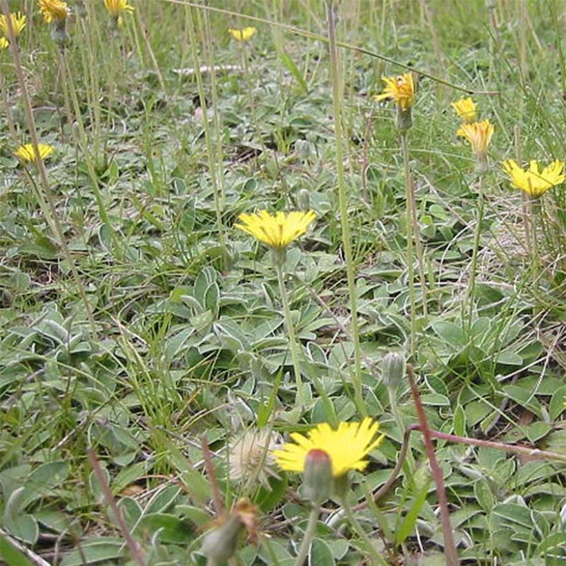 Hieracium pilosella - Epervière (Plant habit)