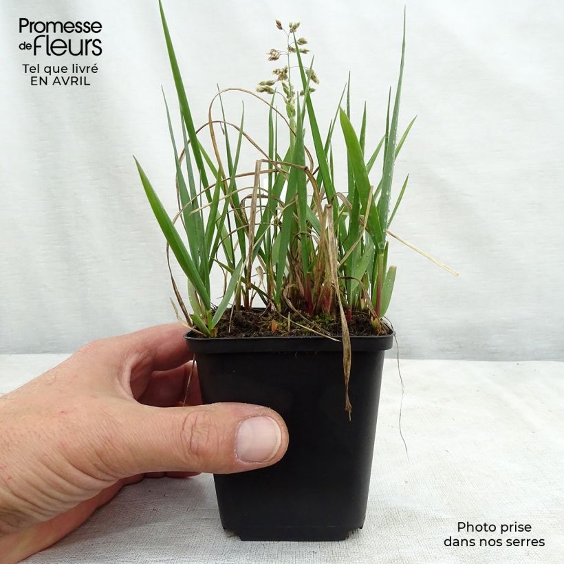 Spécimen de Hierochloe odorata - Herbe aux bisons Godet de 8/9 cm tel que livré au printemps