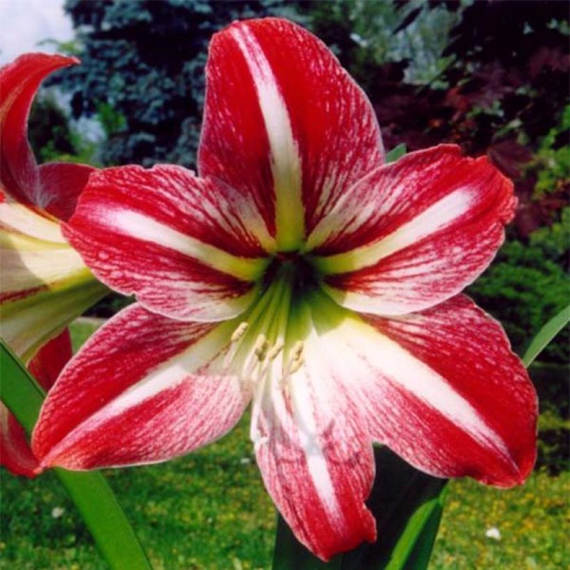 Amaryllis Tres Chic (Floraison)