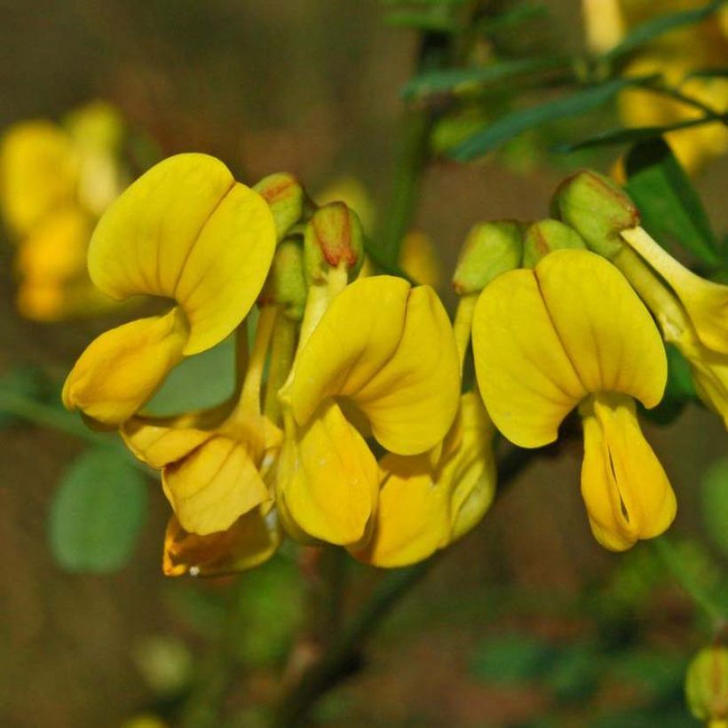 Coronilla emerus (Hippocrepis) - Coronille des jardins (Floraison)