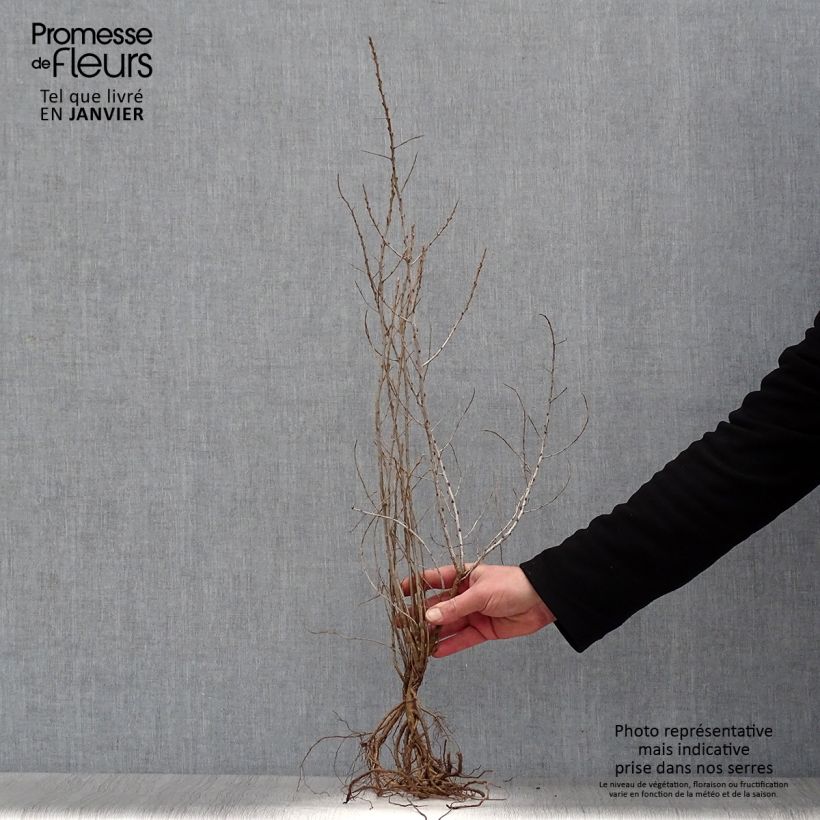 Spécimen de Hippophae rhamnoides - Argousier Racines nues tel que livré en hiver