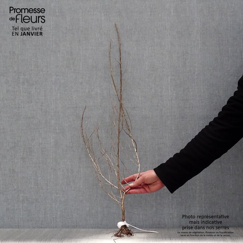 Spécimen de Hippophae rhamnoides - Argousier Racines nues, Buisson, Ramifié tel que livré en hiver