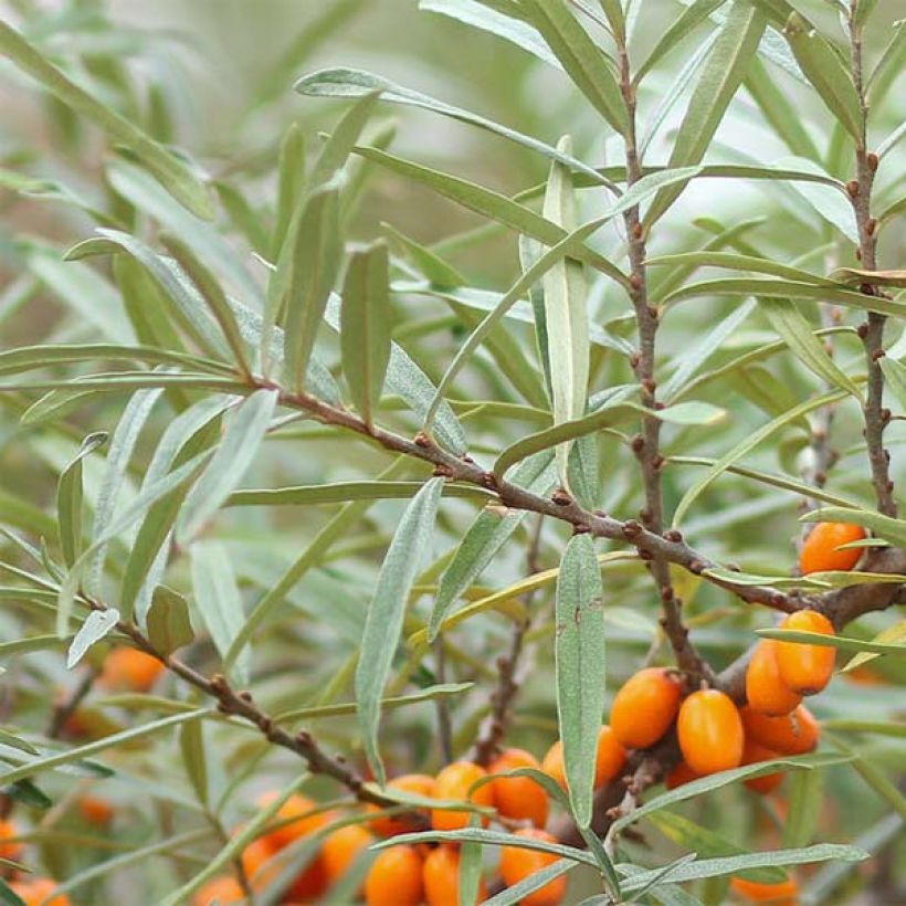 Hippophae rhamnoides Friesdorfer Orange - Argousier (Foliage)
