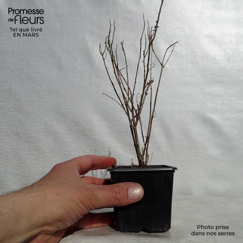 Spécimen de Hippophae rhamnoides Leikora - Argousier femelle Godet de 8/9 cm tel que livré au printemps