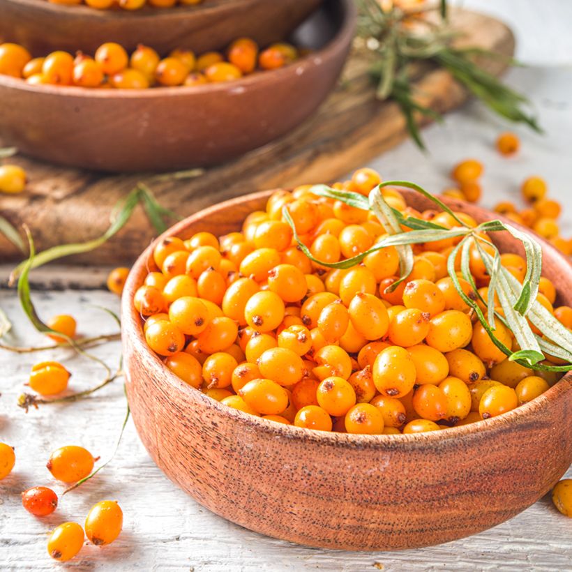 Hippophae rhamnoides Orange Energy - Argousier  (Récolte)