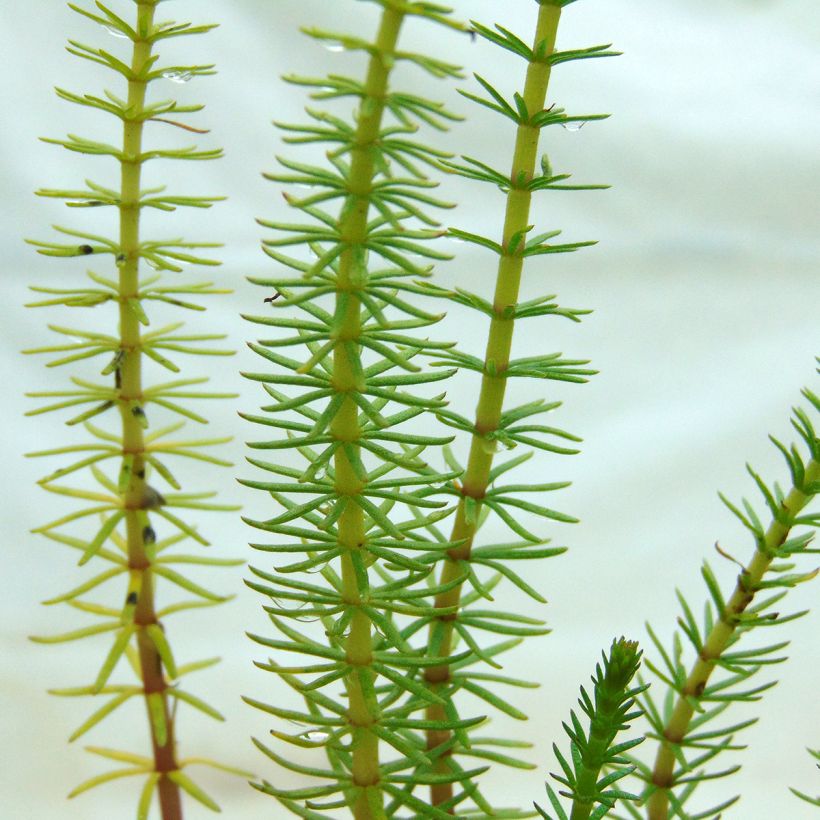 Hippuris vulgaris - Pesse d'eau  (Foliage)