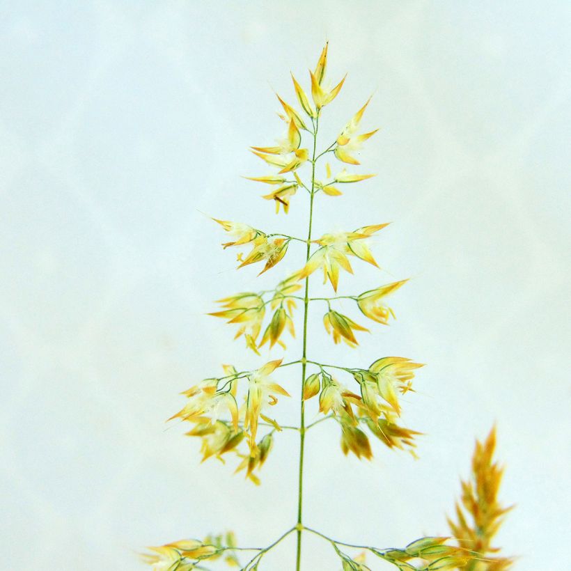 Holcus mollis Albovariegatus (Floraison)