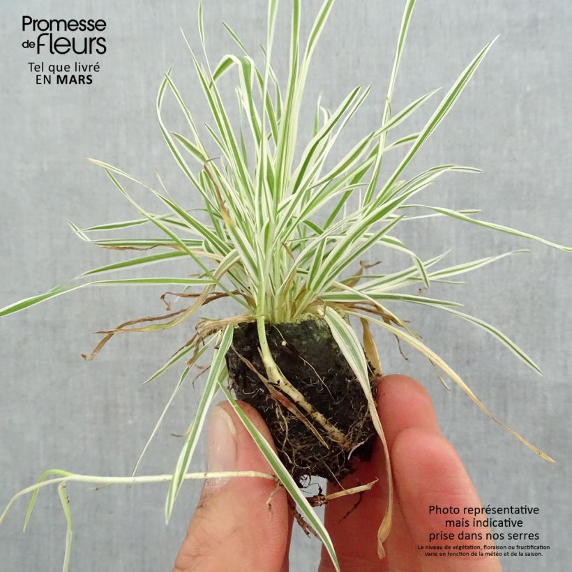 Spécimen de Holcus mollis Albovariegatus Mini-motte Ø 3/4 cm, Plant vert de 5 à 10 cm de haut tel que livré au printemps
