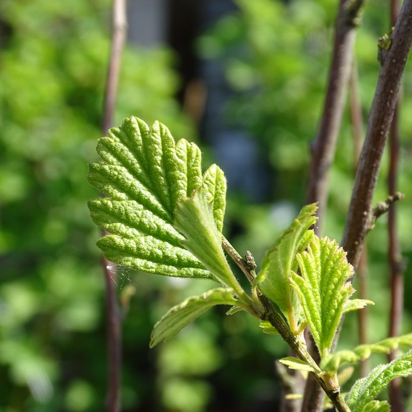 Holodiscus discolor - Holodisque discolore (Feuillage)