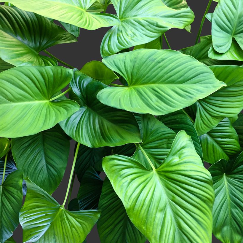 Homalomena Emerald Gem (Foliage)