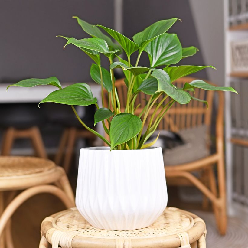 Homalomena Emerald Gem (Plant habit)