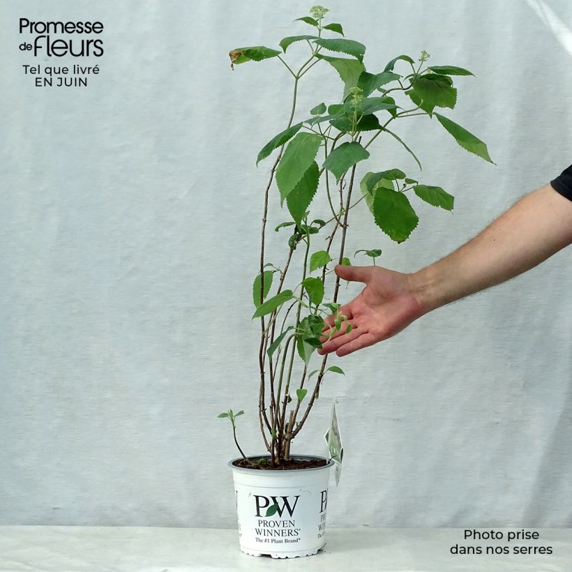 Spécimen de Hortensia arborescens Lime Rickey Pot de 2L/3L tel que livré en été
