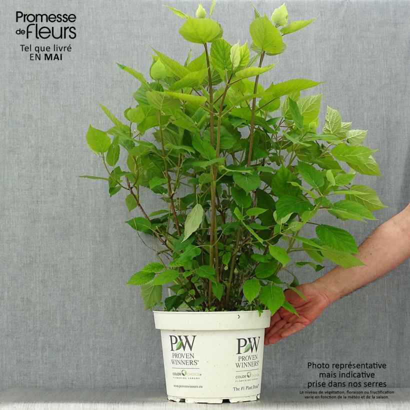 Spécimen de Hortensia arborescens Lime Rickey Pot de 7,5L/10L tel que livré au printemps