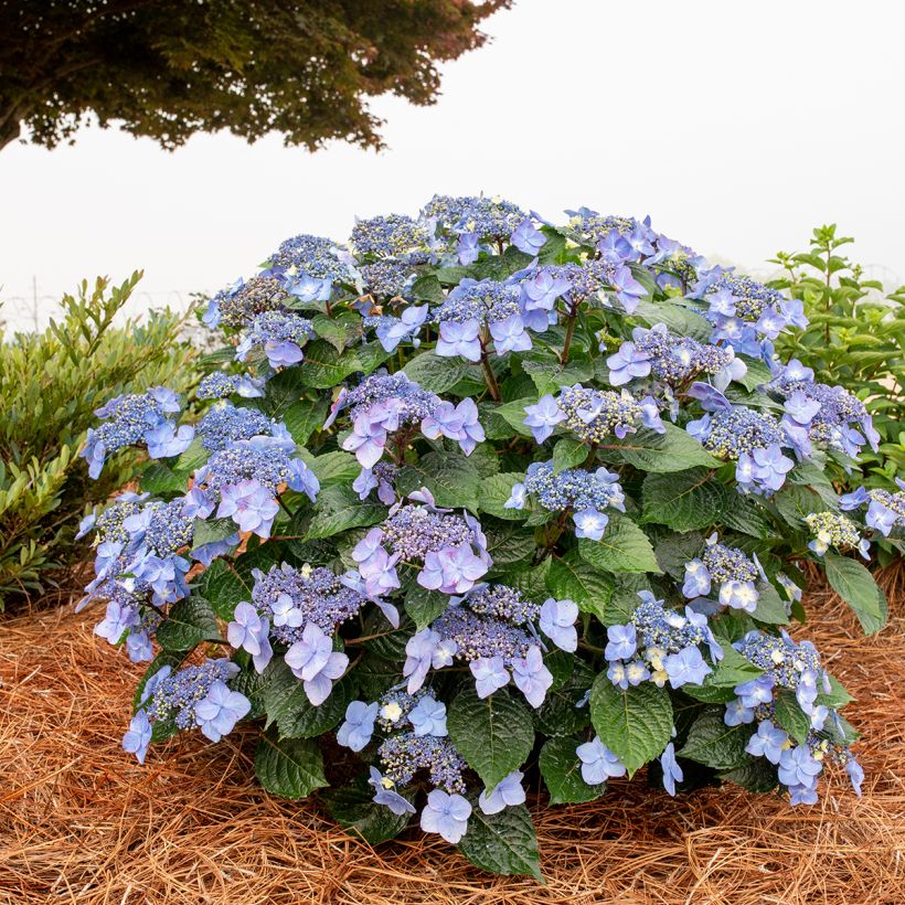 Hortensia - Hydrangea Endless Summer Pop Star (rose) (Port)