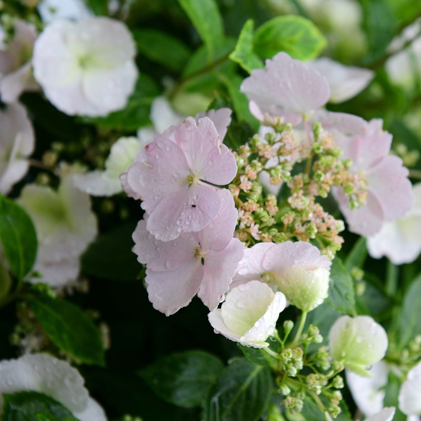 Hortensia - Hydrangea Runaway Bride (Floraison)