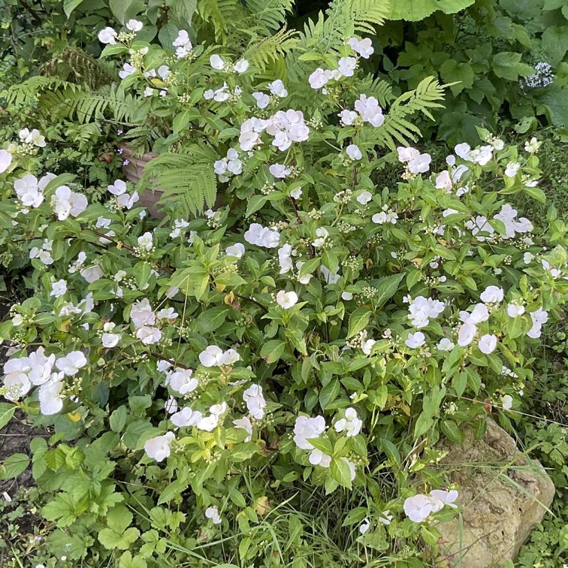 Hortensia - Hydrangea Runaway Bride (Port)