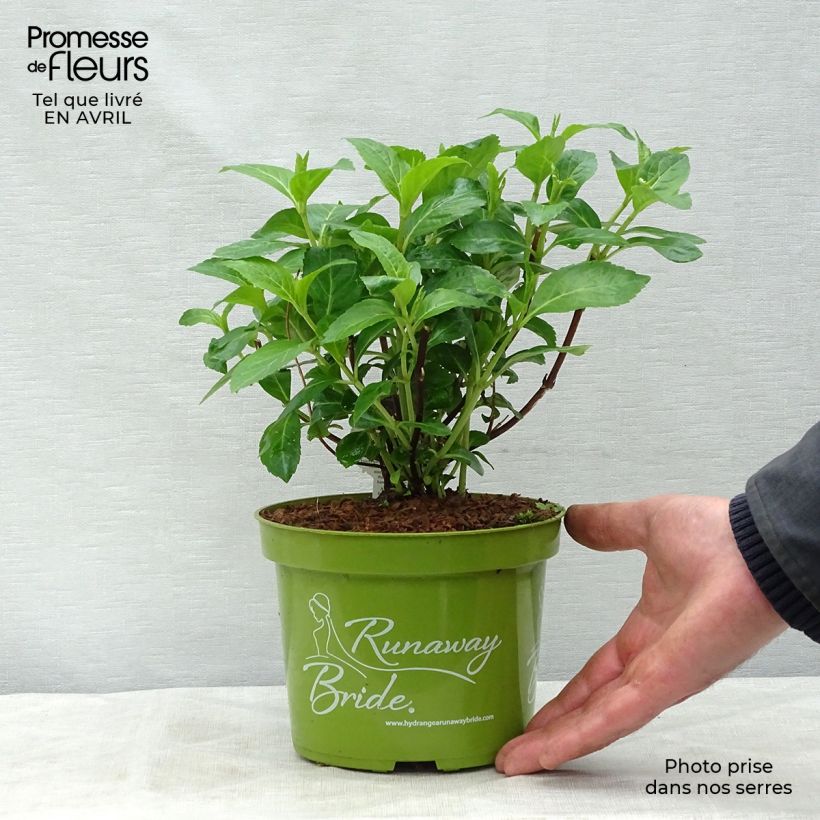 Spécimen de Hortensia - Hydrangea Runaway Bride Pot de 1,5L/2L tel que livré au printemps