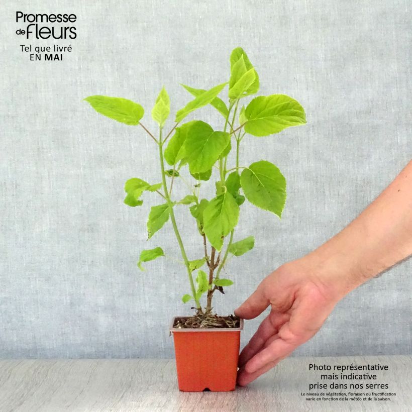 Spécimen de Hortensia arborescens Annabelle Godet de 8/9 cm tel que livré au printemps