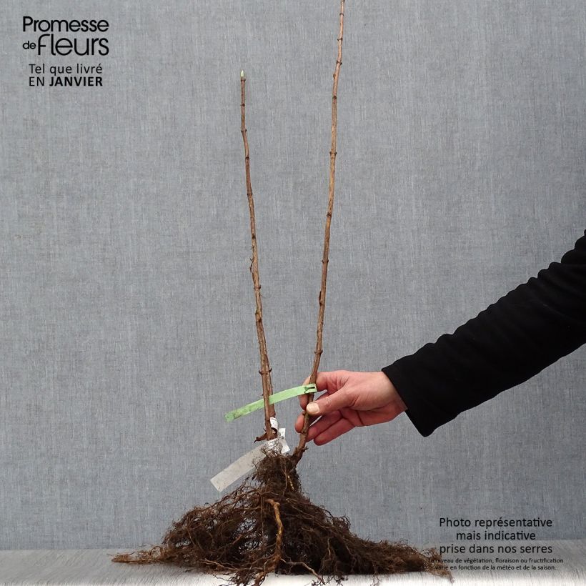 Spécimen de Hortensia arborescens Annabelle Racines nues tel que livré en hiver