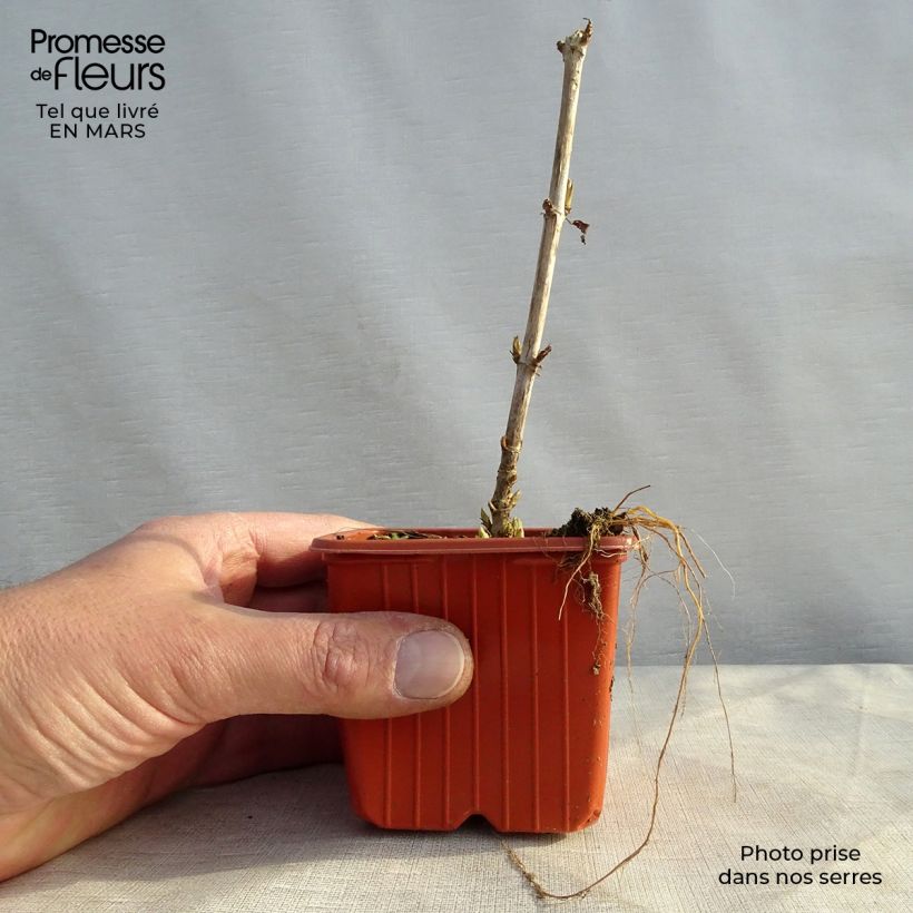 Spécimen de Hortensia arborescens Golden Annabelle Godet de 8/9 cm tel que livré au printemps