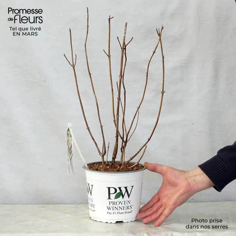 Spécimen de Hortensia arborescens Lime Rickey Pot de 2L/3L tel que livré au printemps