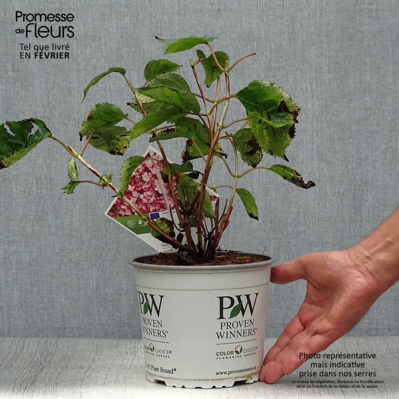 Spécimen de Hortensia arborescens Ruby Annabelle Pot de 2L/3L, Buisson, 2/3 branches tel que livré en automne