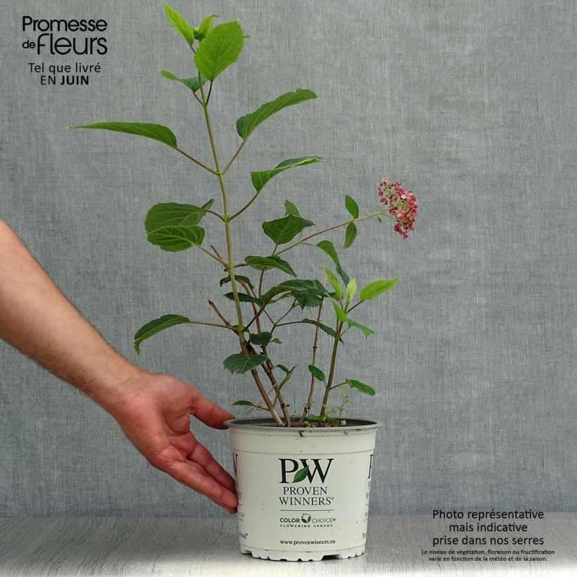 Spécimen de Hortensia arborescens Sweet Annabelle Pot de 2L/3L, Buisson, 3 /5 branches tel que livré en été