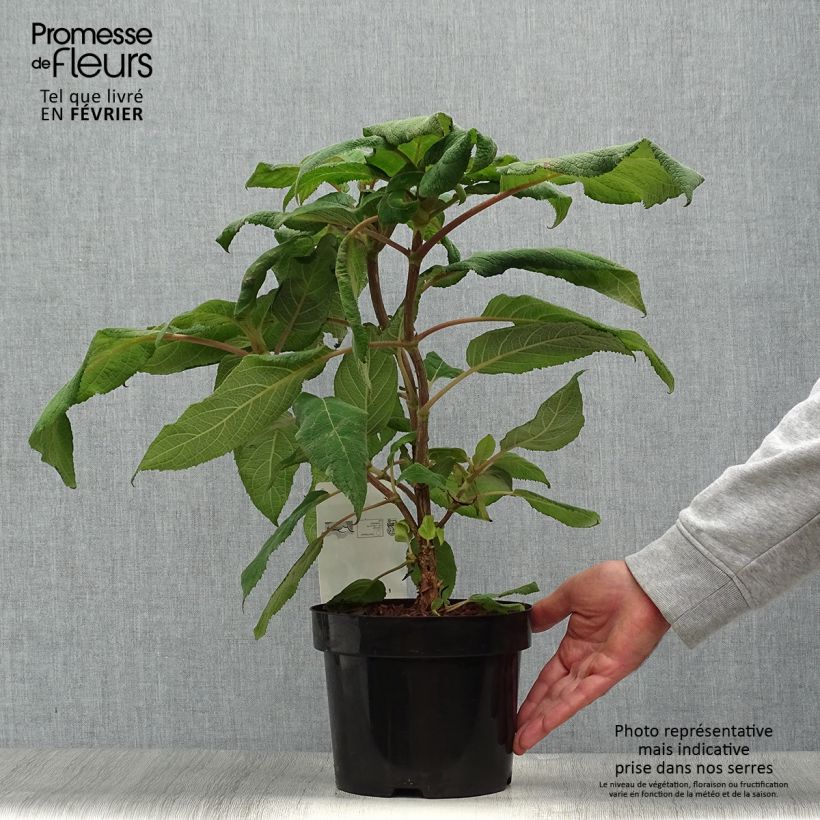 Spécimen de Hortensia - Hydrangea aspera Macrophylla  Pot de 2L/3L tel que livré en automne