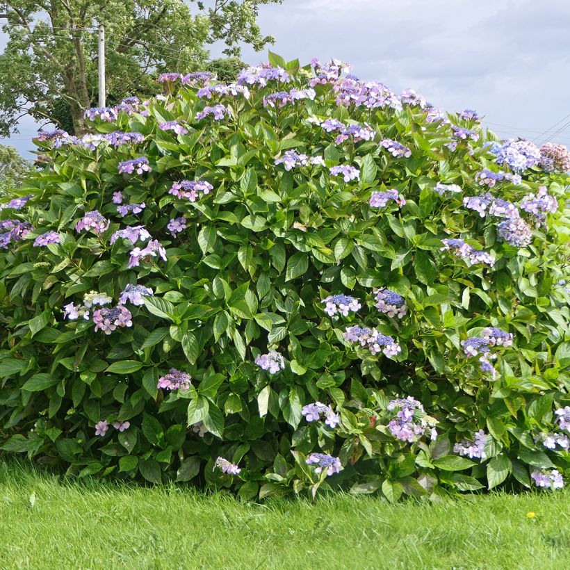 Hortensia - Hydrangea aspera Macrophylla  (Port)