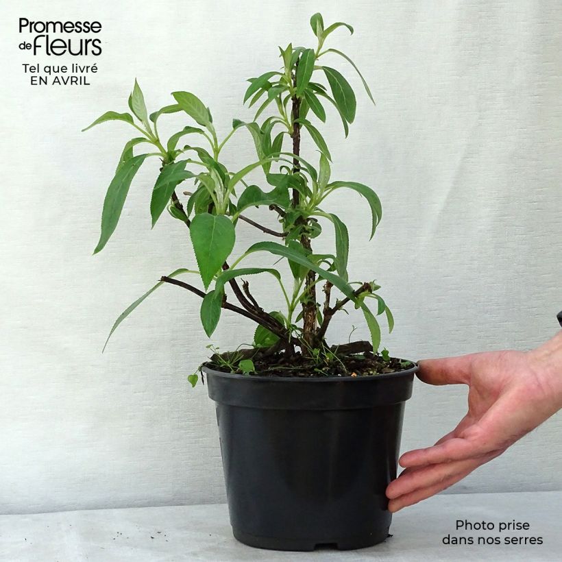 Spécimen de Hortensia - Hydrangea aspera villosa Pot de 3L/4L tel que livré au printemps