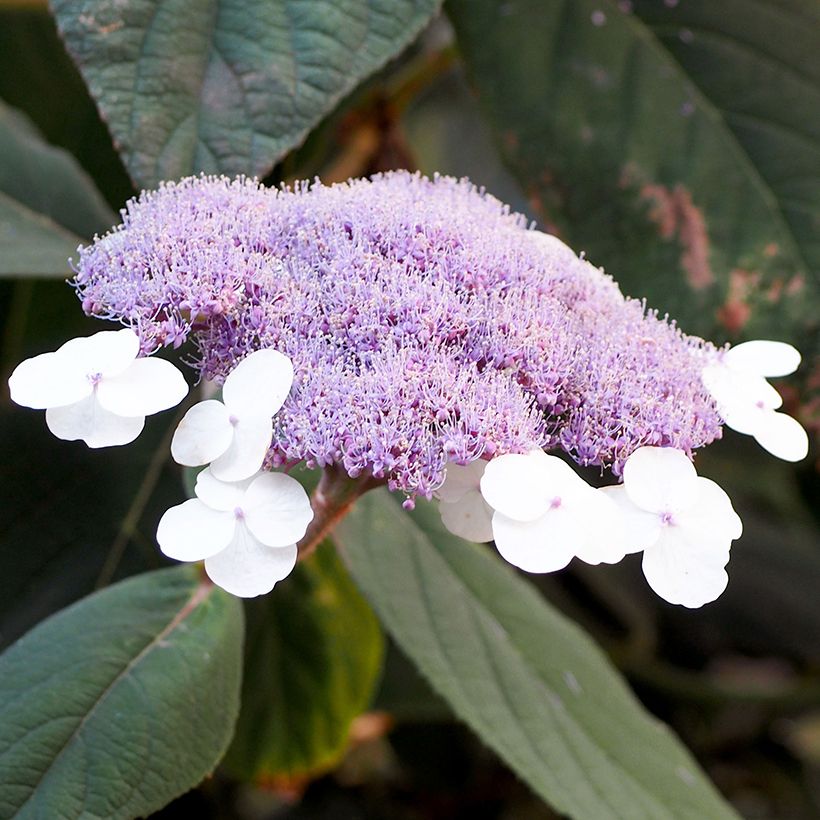 Hortensia - Hydrangea aspera villosa Velvet & Lace (Floraison)