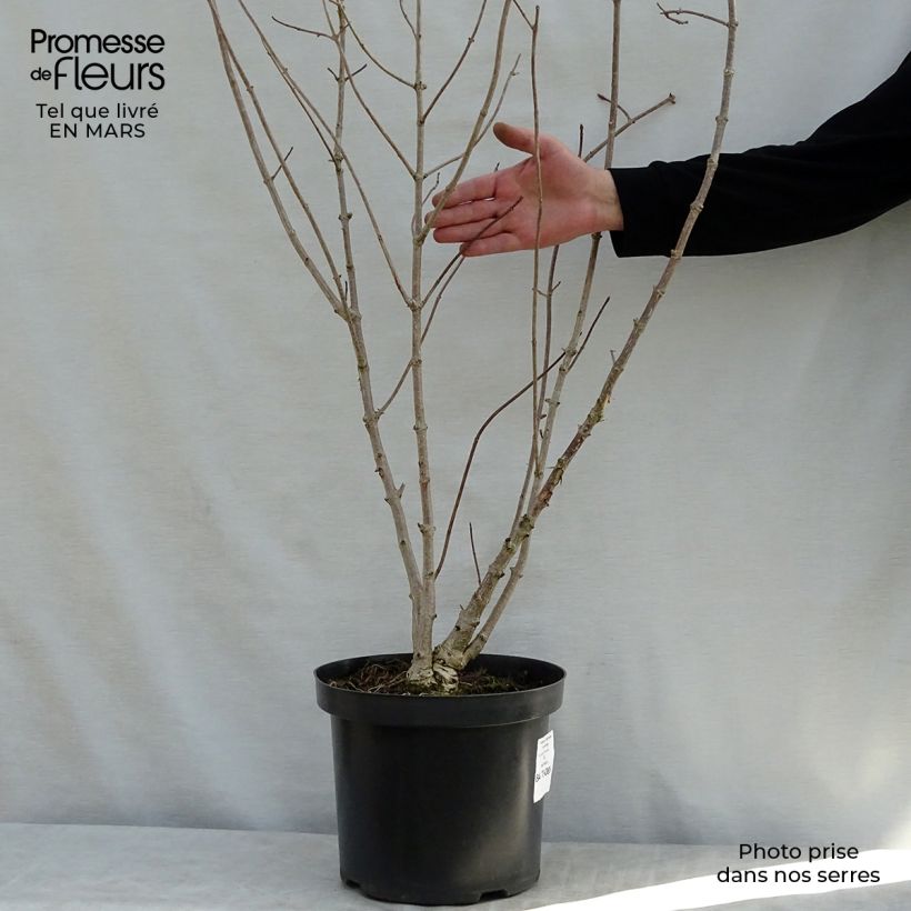 Spécimen de Hortensia - Hydrangea heteromalla Pot de 7,5L/10L tel que livré au printemps