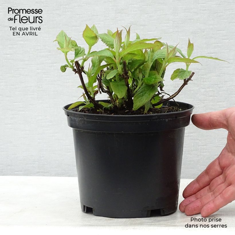 Spécimen de Hortensia - Hydrangea involucrata Pot de 2L/3L tel que livré au printemps