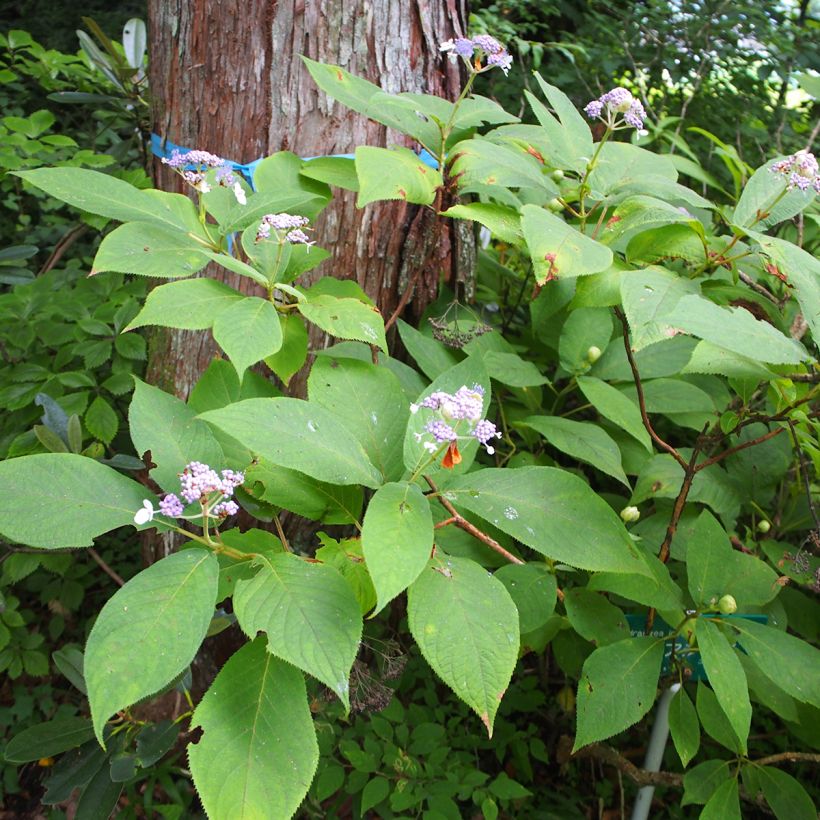 Hortensia - Hydrangea involucrata (Port)