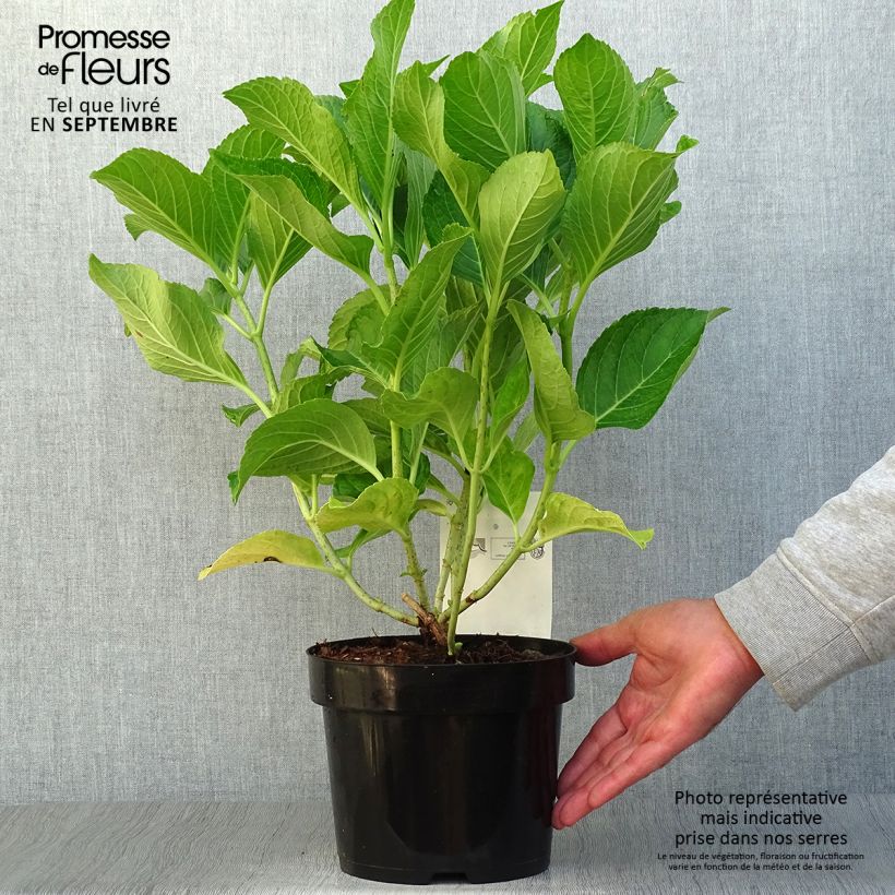 Spécimen de Hortensia macrophylla Ayesha Pot de 2L/3L, Buisson, 5/6 branches tel que livré en automne