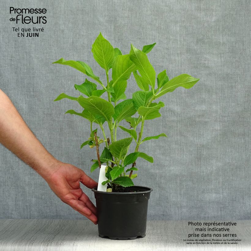 Spécimen de Hortensia macrophylla Ayesha Pot de 2L/3L, Buisson, 5/6 branches tel que livré en été
