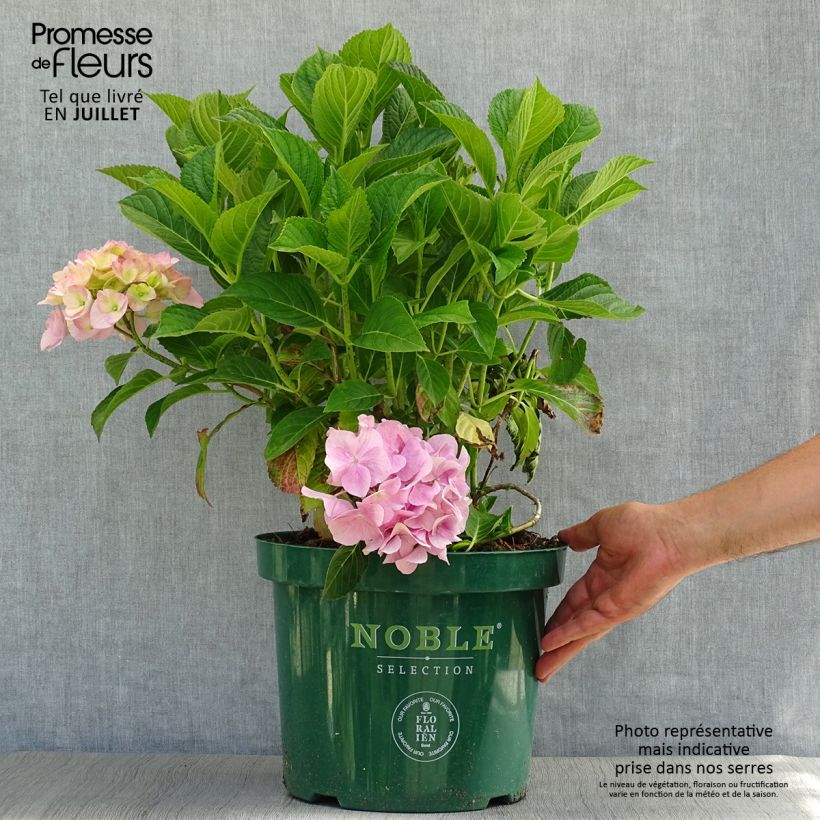Spécimen de Hortensia macrophylla Belle Séduction Pot de 7,5L/10L tel que livré en été