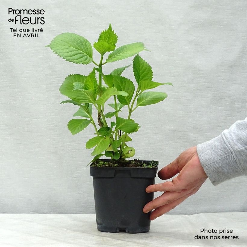 Spécimen de Hortensia - Hydrangea macrophylla Benelux (bleu) Pot de 2L/3L, Buisson, 5/6 branches tel que livré au printemps
