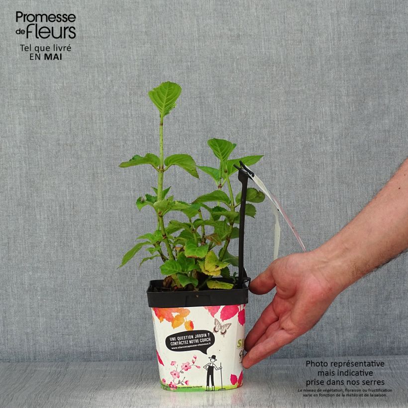 Spécimen de Hortensia - Hydrangea macrophylla Big Data Pink Pot de 2L/3L, Buisson, 5/6 branches tel que livré au printemps